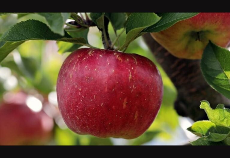 Apple cultivation in Nashik, famous for pomegranate; Successful experiment of a young farmer Apple cultivation in Nashik, famous for pomegranate; Successful experiment of a young farmer
