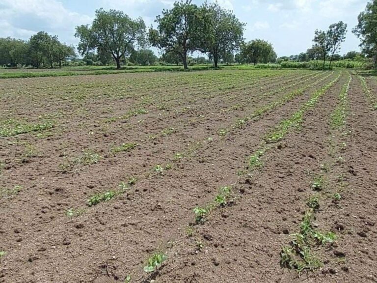 Sowing: पावसाने बळीराजाला पुन्हा रडवलं; धुळे, नंदुरबार जिल्ह्यातील पेरण्या रखडल्या – lack of rains sowing in dhule and nandurbar districts has been delayed