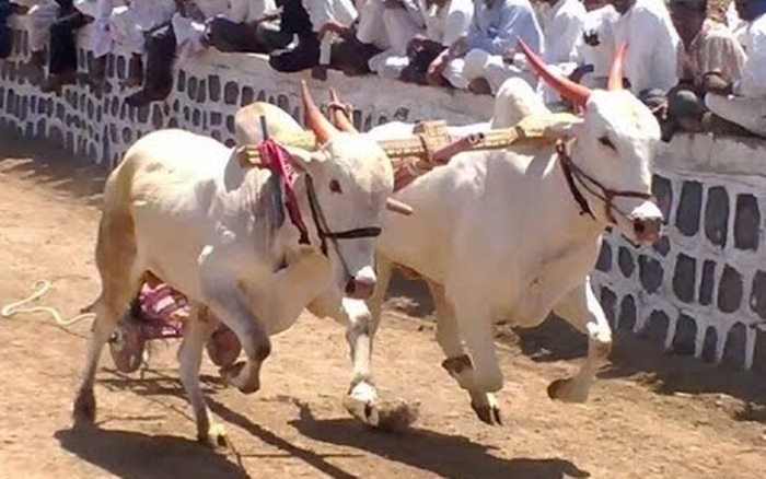 आंबेगाव येथे बैलगाडा शर्यतींचे आयोजन; पाच जणांवर गुन्हा